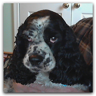 My loyal Cockier Spaniel who only wishes to please me. 
